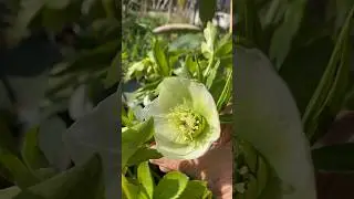 #Морозник