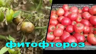 🍅🍅БОЛЕЗНИ ТОМАТОВ. ФИТОФТОРОЗ. ЛЕЧЕНИЕ И ПРОФИЛАКТИКА