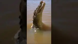In a while, Crocodile 🐊 #AmazingAnimals #Crocodile #AnimalFacts