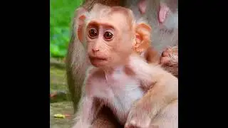 Lovely baby monkey