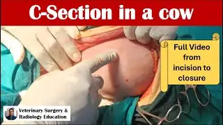 #C-section in cow/#caesarean section in a cow/#macerated foetus/#watch full video of c-section