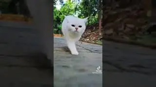 Unstoppable Meaw | AI cat video