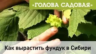 Голова садовая - Как вырастить фундук в Сибири