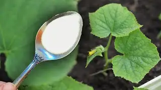 Urgently give cucumbers a spoonful of this and you will harvest in buckets until autumn!