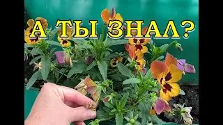 ВИОЛА из своих семян🌻🌻🌻 Сеем на рассаду в ИЮНЕ🌱🌱🌱