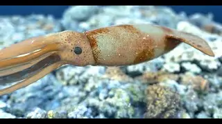 Houdini Copernicus Squid