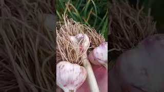ПОРА УБИРАТЬ ОЗИМЫЙ ЧЕСНОК!