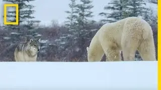 Wolf Pack Takes on a Polar Bear - Ep. 1 | Wildlife: The Big Freeze