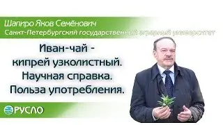 Иван-чай - кипрей узколистный. Научная справка. Польза употребления.