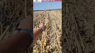 как убирает жатка Harvester.