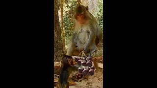 😍💖🐒 Anissa Eats Cherry Fruit With Mom Anna 😋🤤🍒🍒🍒