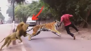 When Animals Messed With The Wrong Opponent