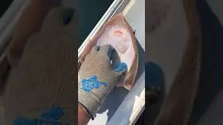 морская лиса смеётся 