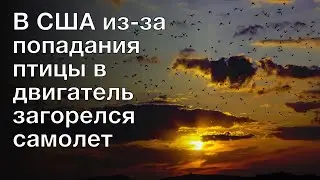 В США из-за попадания птицы в двигатель загорелся самолет