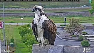 Waking Up Iris: Twenty Minutes of Iris the Osprey During Her Morning Preening Session | May 30, 2023