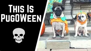 This Is Pugoween