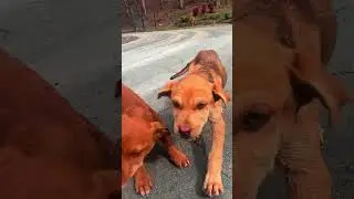 Blind Mama Dog Rescued From Woods | The Dodo