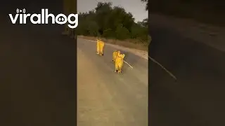 Lioness Walks Down Road With Her Cubs || ViralHog