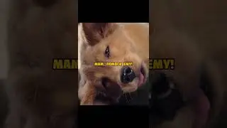 Спас щенка, которого заперли в машине в жаркий день🥺 