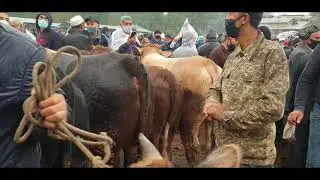 Уйчи Ёрқўрғон мол бозор буқаларни зўрлари чиқди.