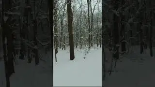 Trail Run Snowy Woods - Wind Noise 