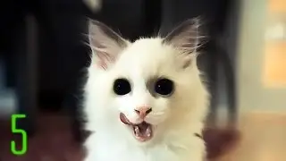 5 Darkest Cat Secrets
