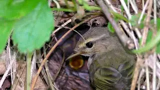 В Гнезде Пеночки-Теньковки / Common chiffchaff nest