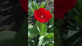 Вам нравится отдых на даче? Особенно хорошо утром, тишина, птицы поют. Здорово выйти в цветущий сад.