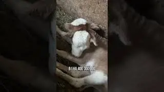 ДВУГЛАВЫЙ ТЕЛЕНОК РОДИЛСЯ В ГРУЗИИ