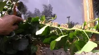Плющ вечнозелёная стенка.   Быстро ли растёт плющ?