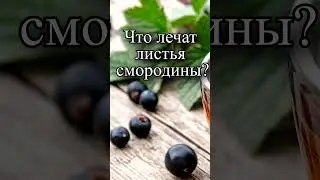 Чем полезны листья смородины?