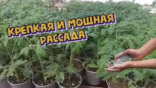 ДЛЯ ТОМАТОВ ЛУЧШЕ ЭТОГО УДОБРЕНИЯ НЕ СУЩЕСТВУЕТ  Крепкая рассада