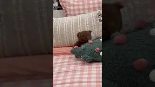 IS THAT FREDDY FAZBEAR?!  