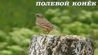 Полевой Конёк / Tawny pipit / Calandro / Щеврик польовий