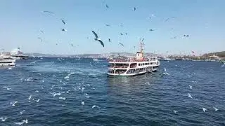 Seagulls of Istanbul | Sea birds @seabirds @seagulls @seabird  @tahirgul