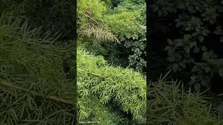 wow