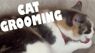 Ginger the Calico Cat Grooming 🙀 