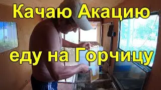 Качаю Акацию и еду на Горчицу