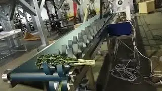 Линия для обрезания луковиц тюльпанов