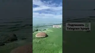 В Финском заливе зацвела вода!