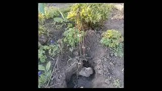 Как поймать крота слепца. Как избавиться. Кротоловка. Отзывы покупателей №10.
