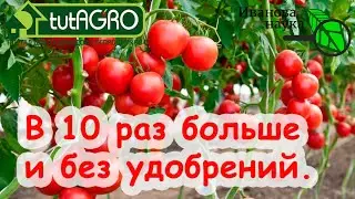 ЗАВЯЗЕЙ В 10 РАЗ БОЛЬШЕ! ЗАВЯЖУТСЯ ВСЕ ТОМАТЫ и БАКЛАЖАНЫ. Урожай без пустоцвета. Обработка томата.