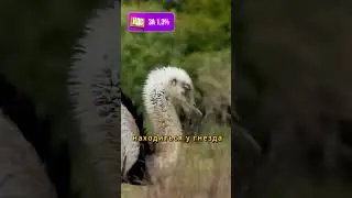 Яйца высиживает самец 