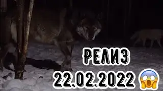 Мой волк не с Уолл-Стрит 🐺 ПРИМЬЕРА КЛИПА 22.02.2022. Андрей Мусиенко и Северные Волки.