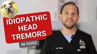 Idiopathic Head Tremors - Why is my dog's head shaking?