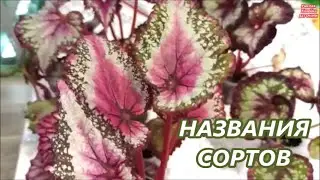 ВЗРОСЛЫЕ БЕГОНИИ 🌺 НАЗВАНИЯ СОРТОВ ✅ ЧАСТЬ 2