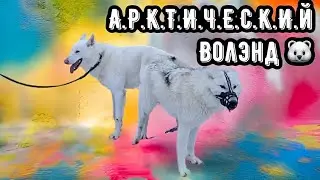 Начало новой ИСТОРИИ по породе ВОЛЭНД. Арья и Йети впервые в МИРЕ‼️