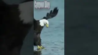 Орел Охотится на Рыбу