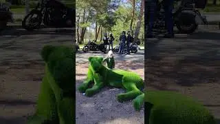 Воскресный денёк в Сосновом Бору...