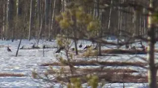 КОСАЧИ НА ТОКУ. ТЕТЕРЕВИНЫЙ ТОК. KOSACHI ON THE CURRENT. CURRENT GROUSE.